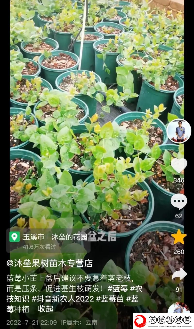 蓝莓视频