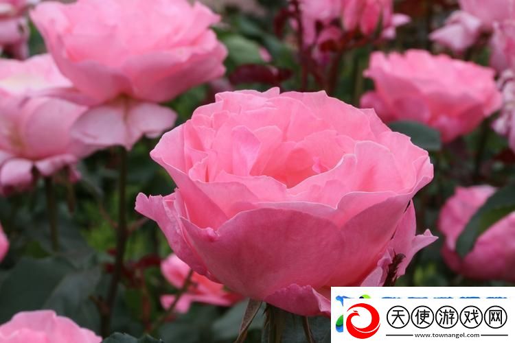 优质体验花季v3.073每天免费一次