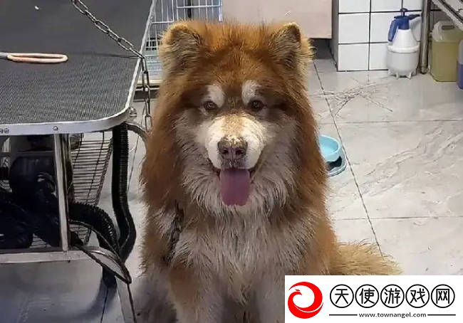 陈乔恩为红小狗艾特发声