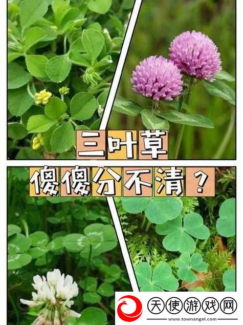 成品人精品人的区别四叶草