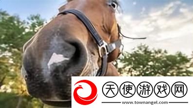 人马畜禽company澎湃号
