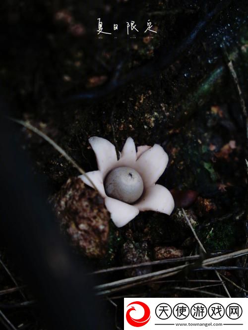 成人蘑菇