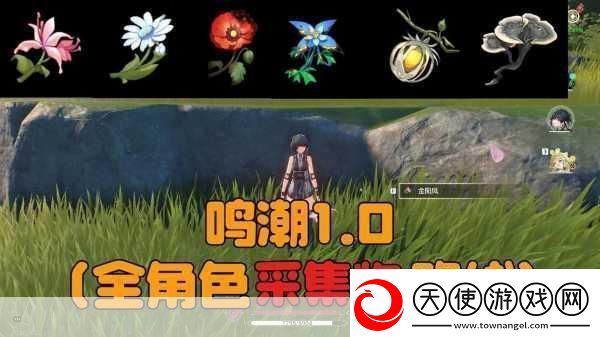 鸣潮珍珠草采集全攻略