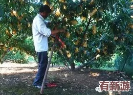 空空寒进桃子里
