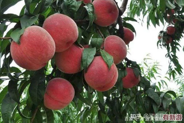 空空寒进桃子里