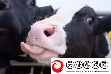 牛校出牛子是什么梗络用语