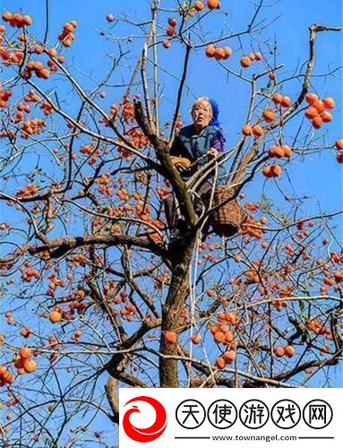 “老农的超凡果儿