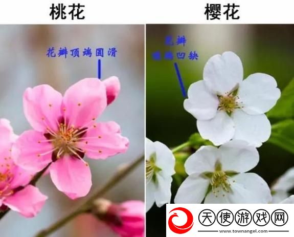 粉色水蜜桃和日本樱花区别