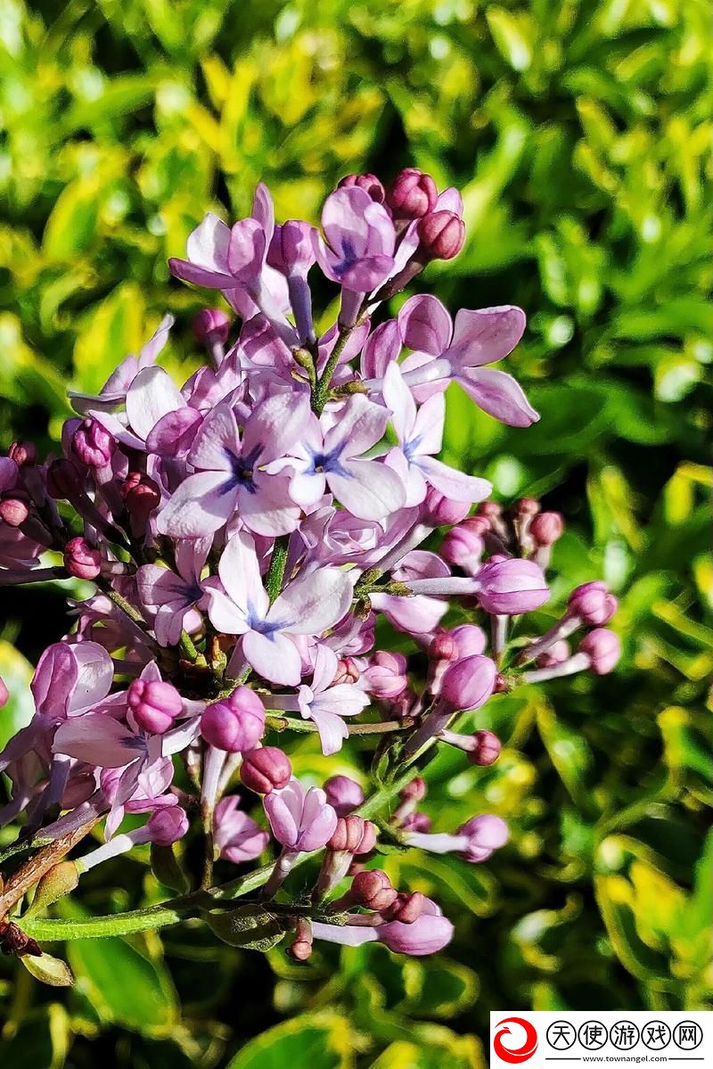 丁香花完整视频在线观看