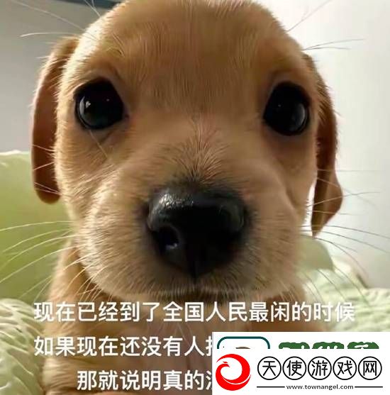 嫂子的产地是义乌