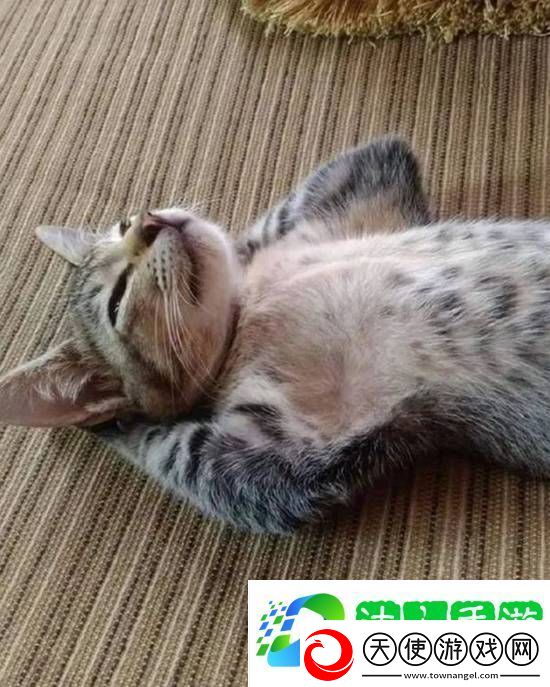 欧美红身材现状