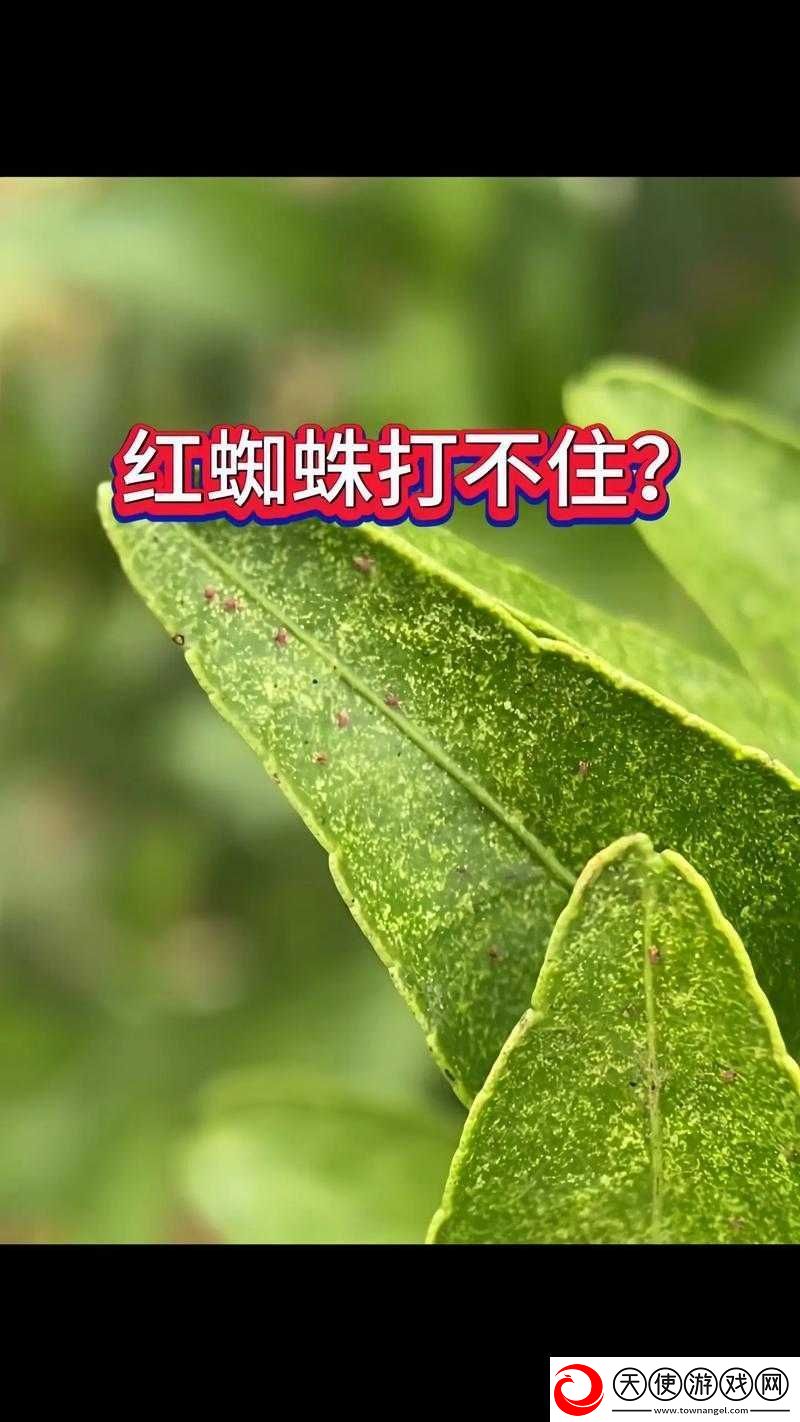 密不可分！面对蜘蛛