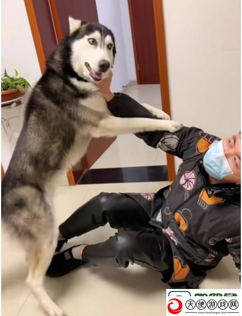 精彩纷呈的人狗大战2高清正版免费