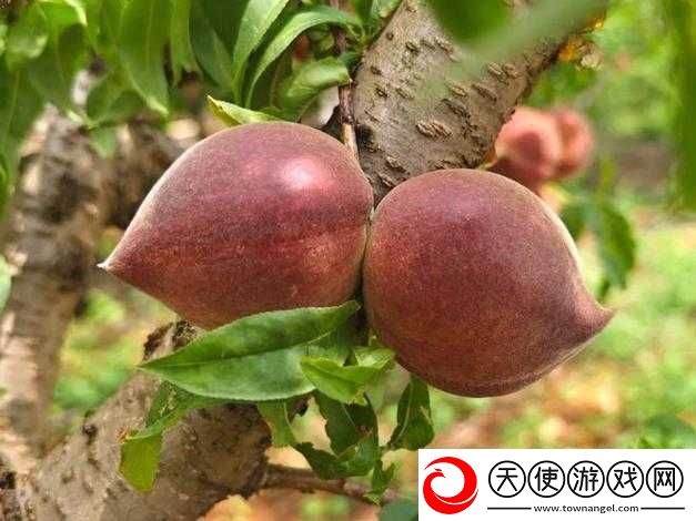 探索国精产品水蜜桃的独特魅力