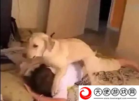 女人和金毛狗狗发生生产关系