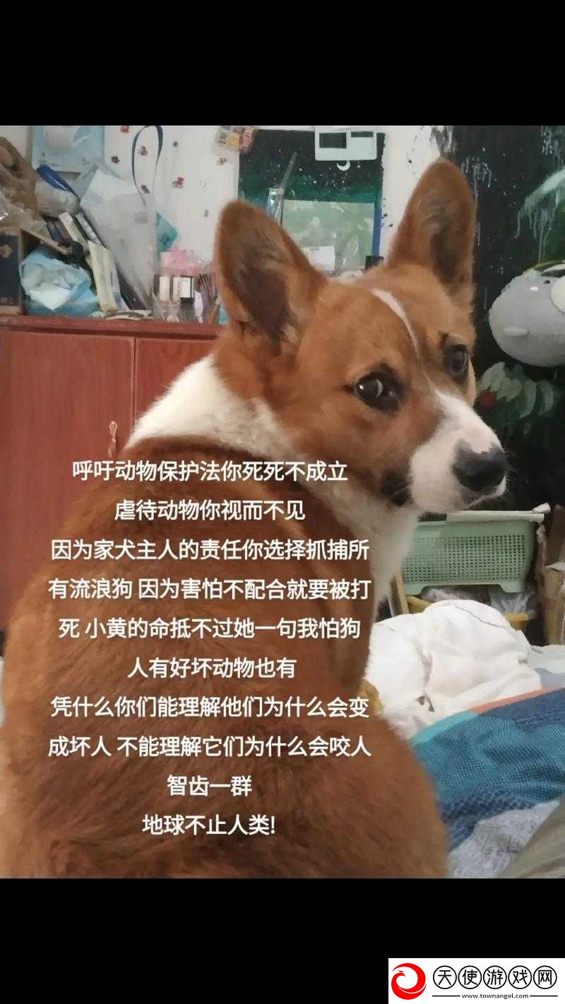 火山的女儿与流浪狗以身作则