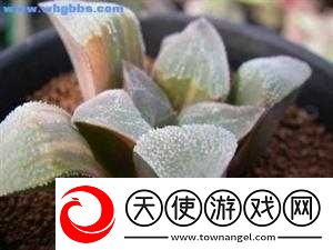 神秘水玉究竟藏于何处