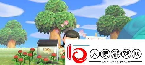 动物之森新娘活动玩法攻略