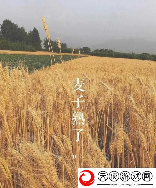 韩国朋友家的麦子