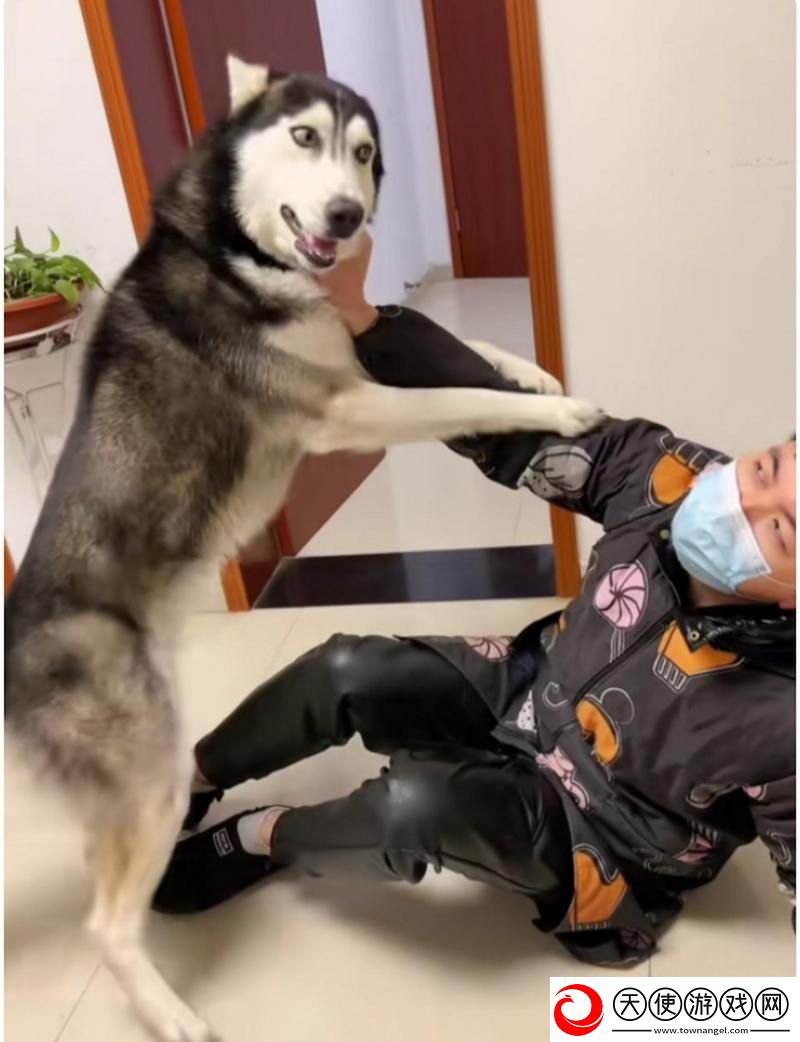人狗大战2高清正版免费