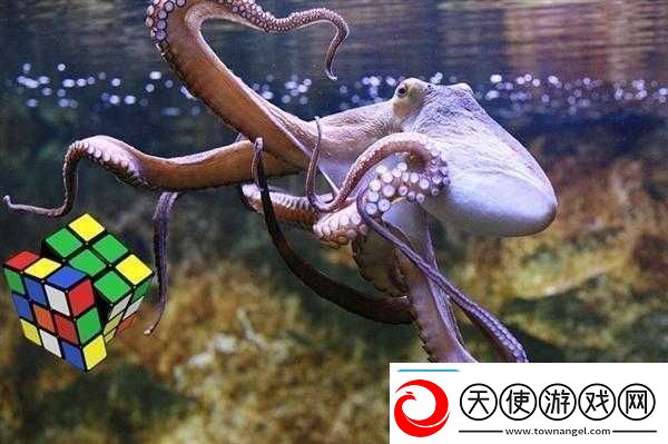 魔方世界探秘