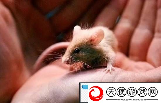 游你扯淡