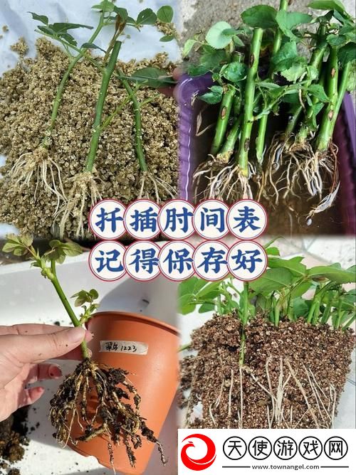 床上72种扦插方法图片