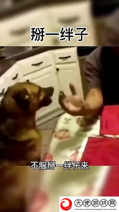 人狗大战9免费观看正版